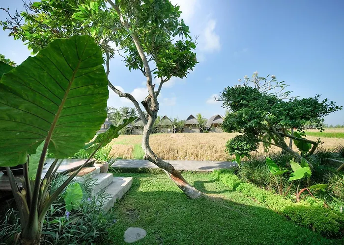 Villa Rice Field - Mahari By Wahm *